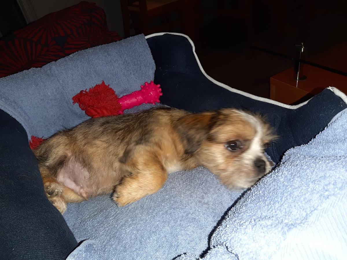 Cabinet vétérinaire Witry-les-Reims