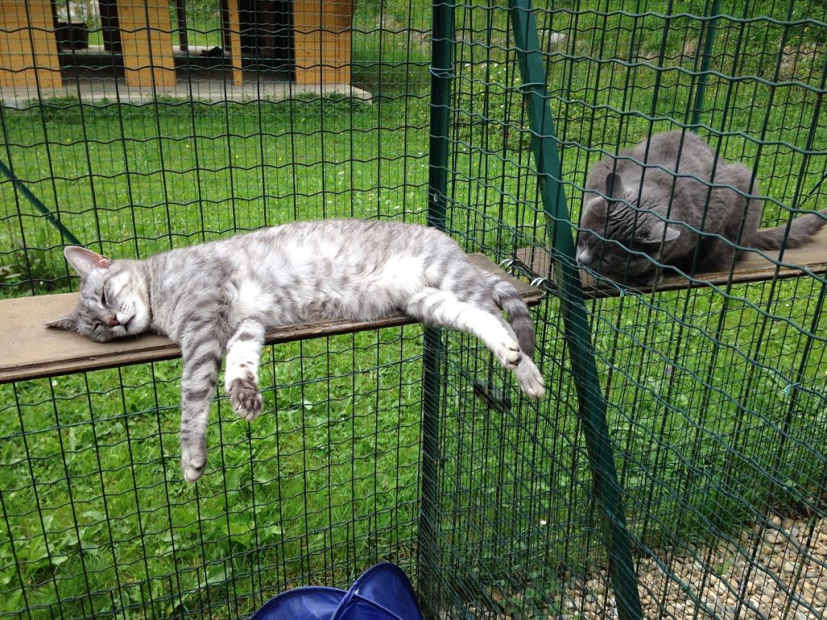 Pension féline de la Roche Pallud