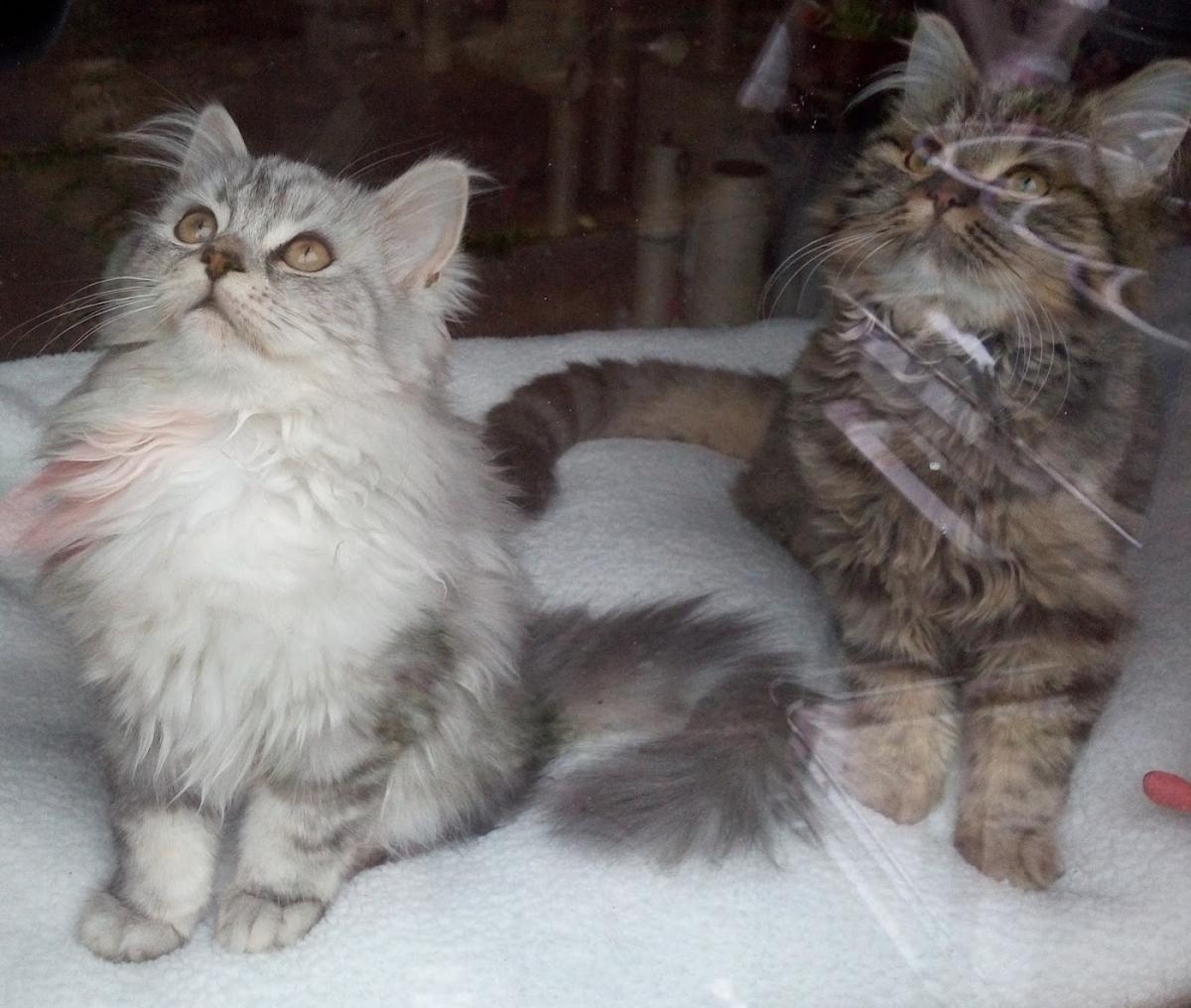 Letellier Yves Raymond Andre