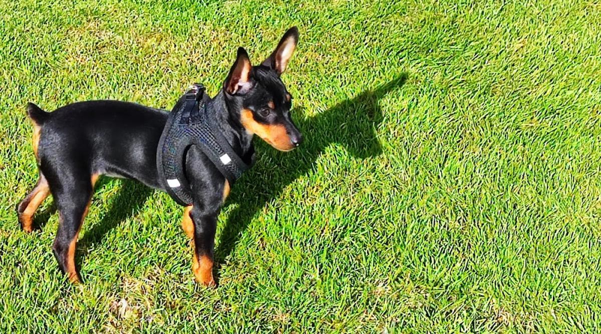 Clinique vétérinaire des Abers