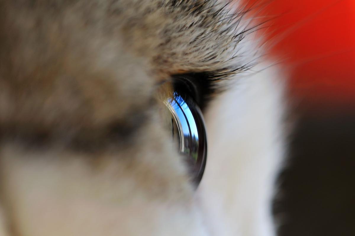 Clinique Vétérinaire de la Cigale. Dr Leriverend - Dr Molko.