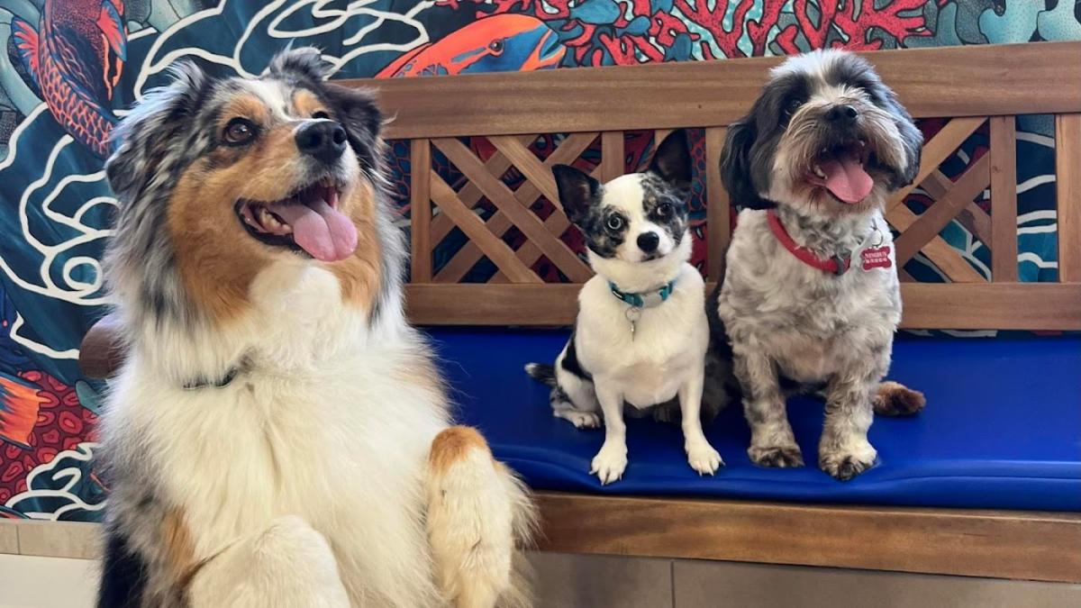 Clinique Vétérinaire des Drs Chabaud