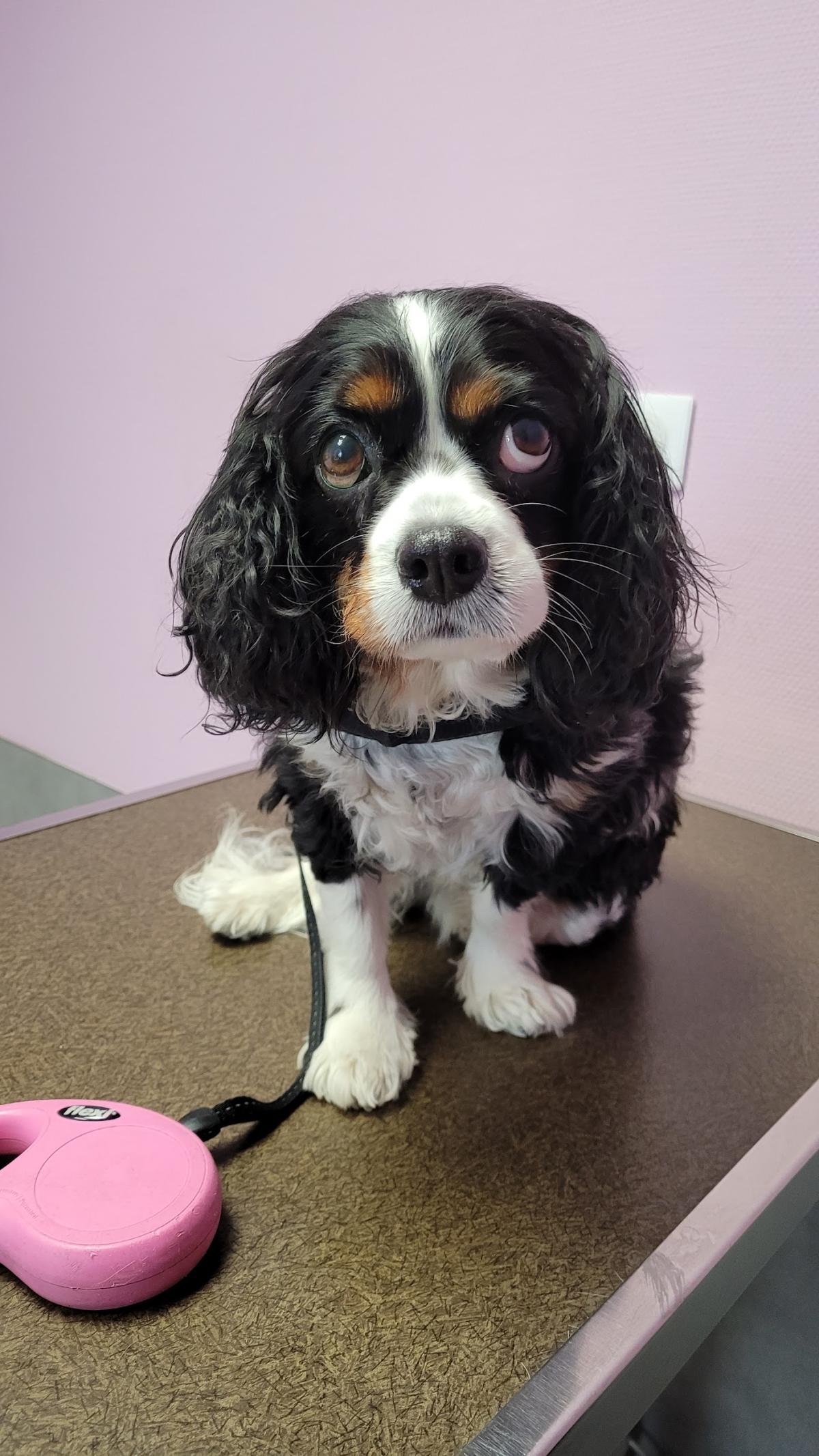 Clinique Vétérinaire de Puvenelle