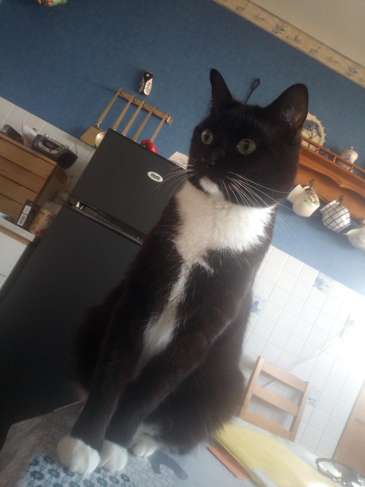 Cabinet vétérinaire d'Aix-Noulette