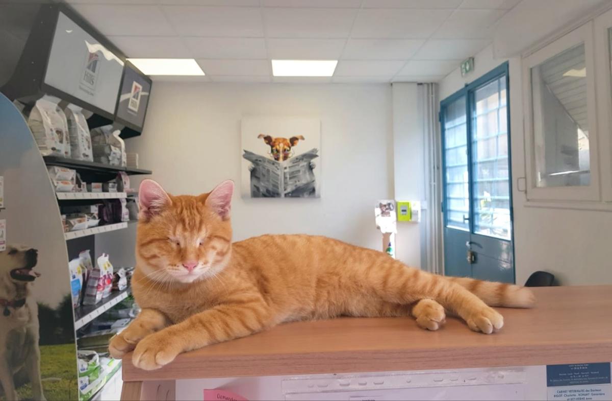 Cabinet vétérinaire des docteurs Bigot, Bonamy et Rey-Herme à Séméac