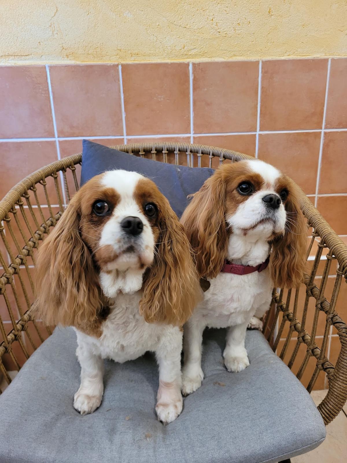 Vétérinaire des Farigoules