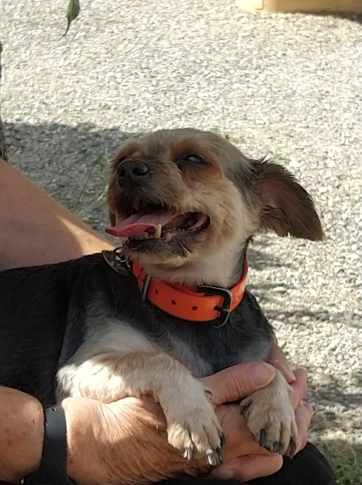 Clinique Vétérinaire du Dr Papon