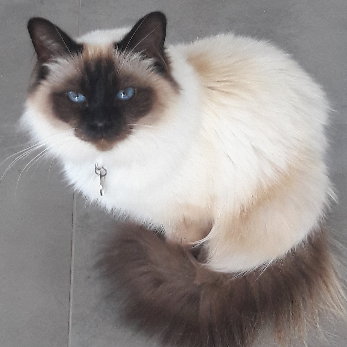 Clinique vétérinaire Docteurs Colombani et Firmiano