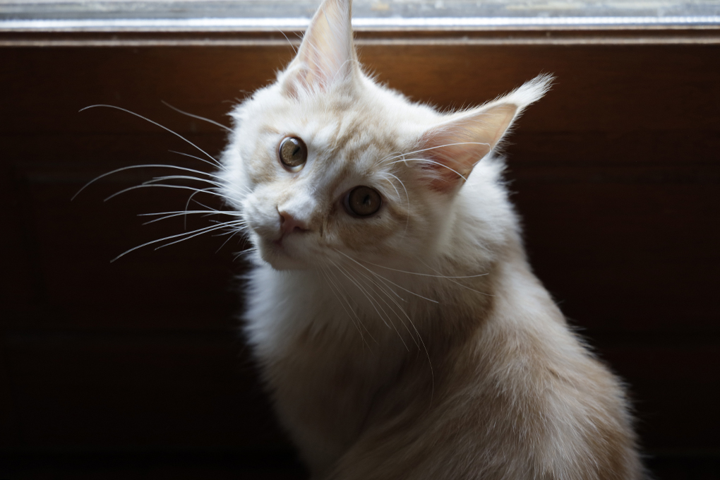 Cabinet vétérinaire du Glandasse
