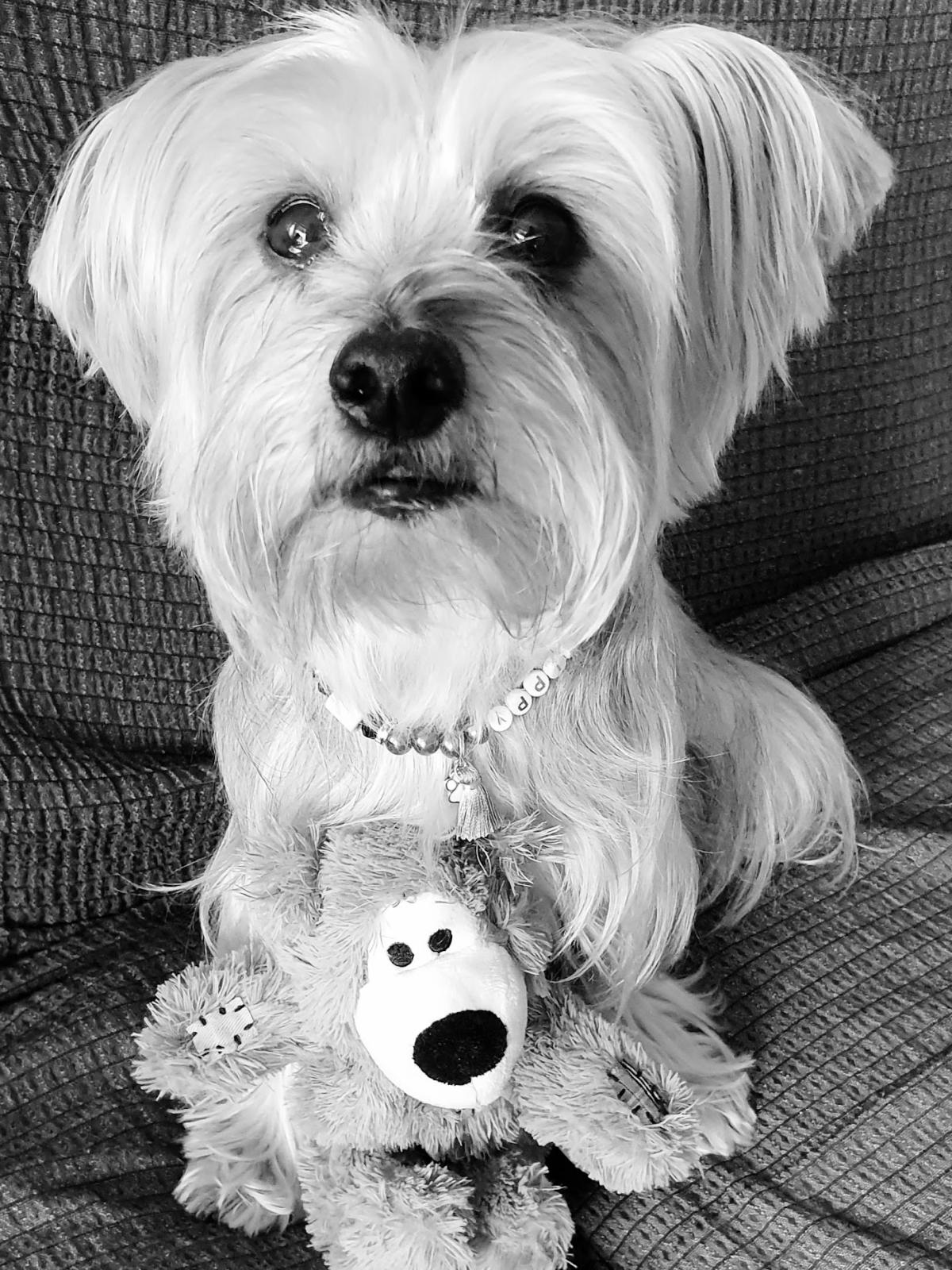 Clinique Vétérinaire des Docteurs Bianchi Delphine Michet Bastien Muller Philippe et Gérard Nis