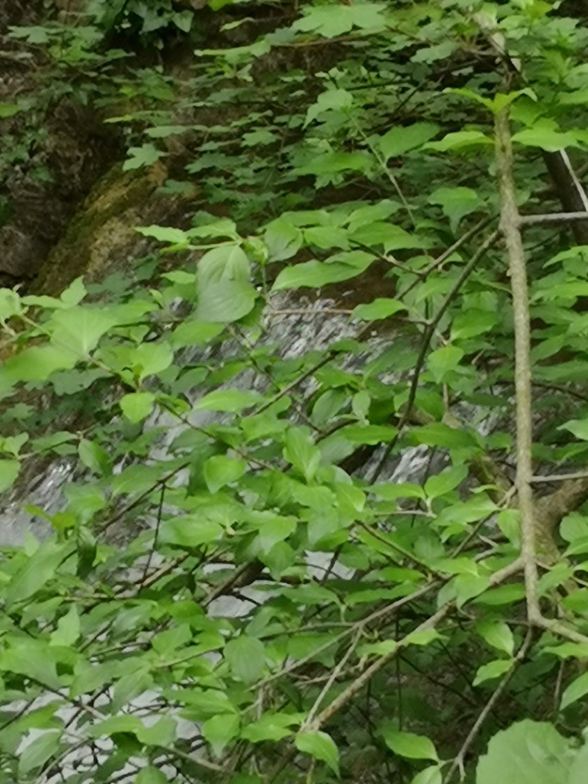 Clinique vétérinaire de la source