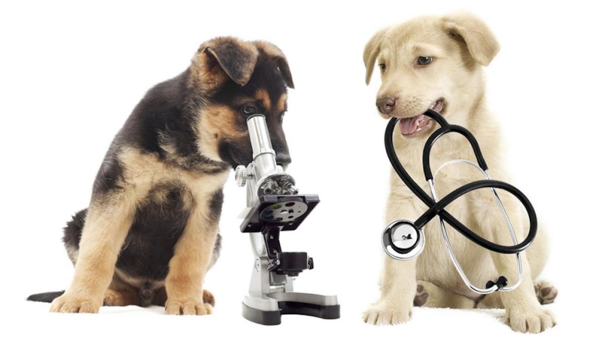 Clinique Vétérinaire De La Tour Carrée