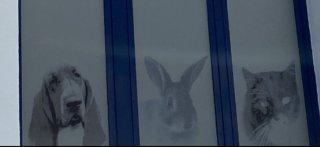 Vétérinaire Clinique Vétérinaire de Cornouaille 0