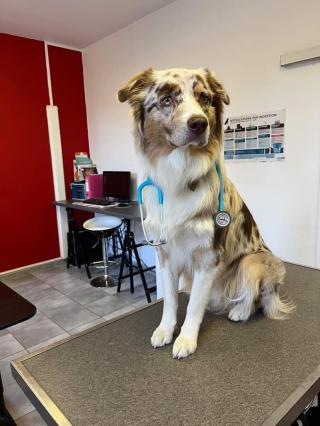 Vétérinaire Carsuzaa Jacques 0