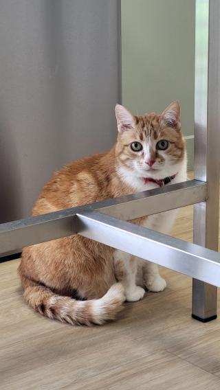 Vétérinaire Clinique Vétérinaire De Jarlard - SELARL Marache Némoz Gayraud 0