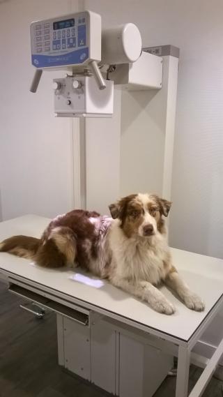 Vétérinaire Dr Romaric Boucher Vétérinaire 2