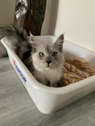 Vétérinaire Les vacances de minou 0