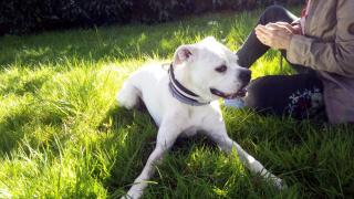 Vétérinaire Clinique vétérinaire de Soissons 0