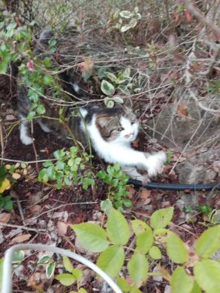 Vétérinaire Docteur COURTES Isabelle 0