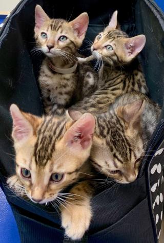 Vétérinaire Clinique vétérinaire Tivoli 0