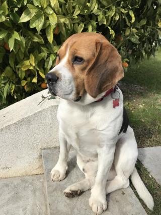 Vétérinaire Clinique Vétérinaire CLINICAZUR Dr M.Helsen Dr L.Bernard Dr R.Chaar 0