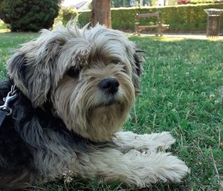 Vétérinaire Clinique vétérinaire Jean de la Fontaine 0