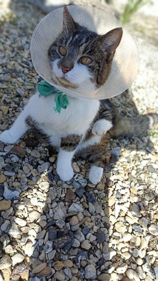 Vétérinaire Clinique Vétérinaire du Docteur Karimet Fawaz 2