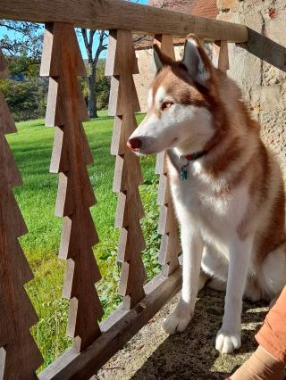Vétérinaire Clinique Vétérinaire des Martres 1