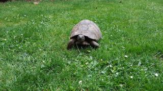 Vétérinaire Clinique Vétérinaire du Dr MEDARD 0