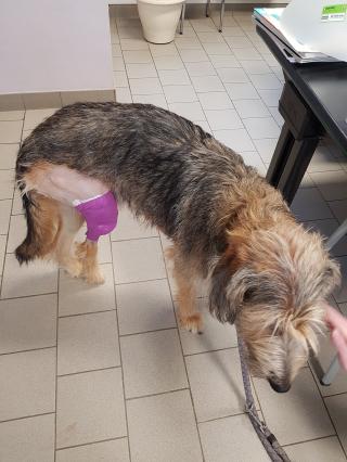 Vétérinaire Clinique Vétérinaire Saint-Jean 1