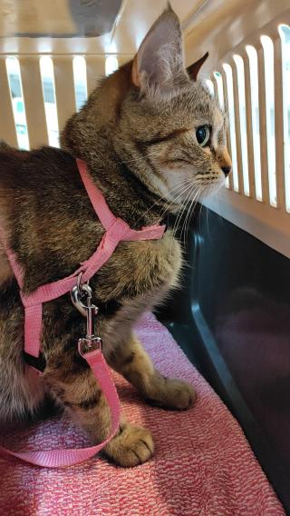 Vétérinaire Clinique vétérinaire Univet Saint Jean Cagnes sur mer 0