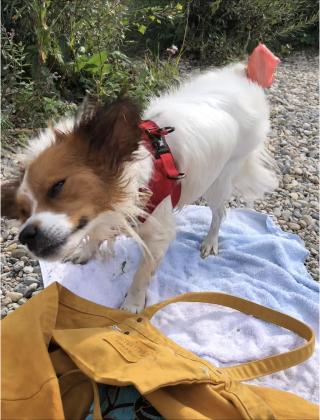 Vétérinaire Clinique Veterinaire Bellevue 0