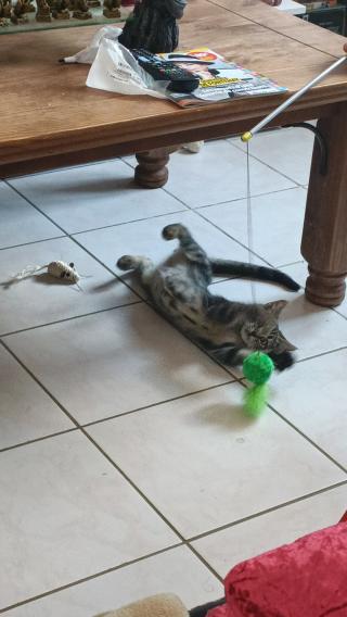 Vétérinaire Clinique Vétérinaire Lalande 0