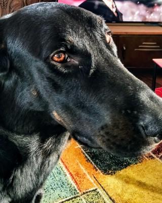 Vétérinaire Cabinet Vétérinaire Dr Vasseur Eric 1