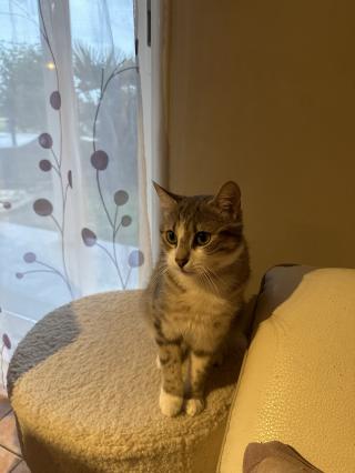 Vétérinaire Clinique Vétérinaire Beaune | Fovéa 0