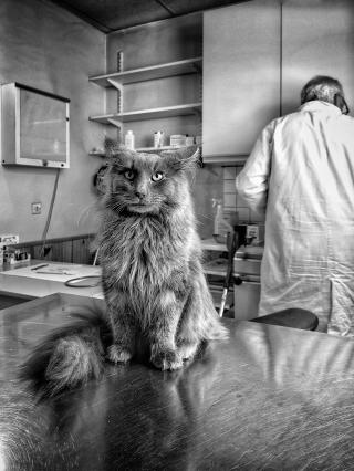 Vétérinaire Duguès Didier 2