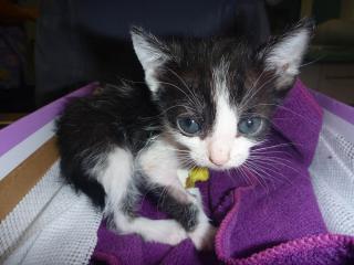 Vétérinaire Clinique Véterinaire Catalane 0