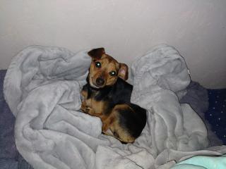 Vétérinaire Clinique Vétérinaire Avenue des Dômes à Cournon 0