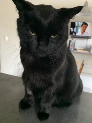 Vétérinaire Clinique Veterinaire Du Cornonet 0