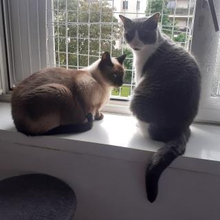 Vétérinaire Cabinet Vétérinaire de Joinville - Dr Martinet 1