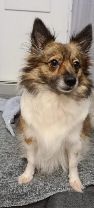 Vétérinaire Vétérinaire Balaruc - Clinique des Drs Joland, Ichim, Rochet, Pohu (Sète, Mèze, Frontignan, Balaruc)) 0