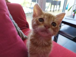 Vétérinaire Vétérinaire Balaruc - Clinique des Drs Joland, Ichim, Rochet, Pohu (Sète, Mèze, Frontignan, Balaruc)) 0