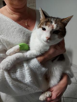 Vétérinaire Clinique Vétérinaire ALIMAVET 0