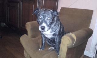 Vétérinaire Lois Joël 1