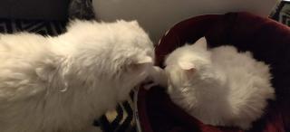 Vétérinaire Vétérinaire-Dr François Messica 0