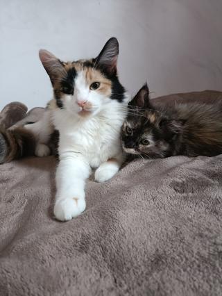 Vétérinaire Clinique vétérinaire Univet Boulogne les Passages 0