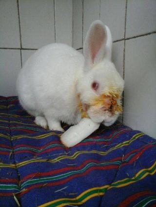 Vétérinaire SCP Vétérinaire Gallieni 2