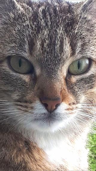 Vétérinaire Dr Vet Christophe ROBERT 2