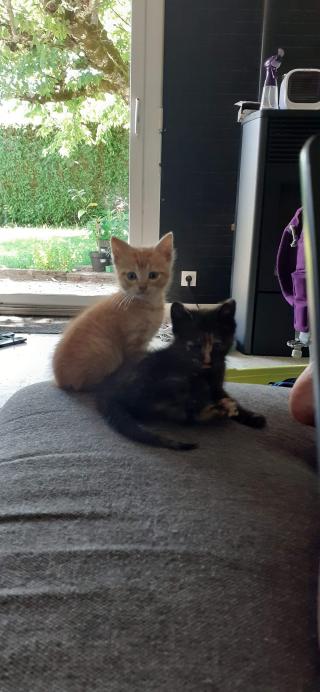 Vétérinaire Clinique vétérinaire Dr Gilloz Caroline 0