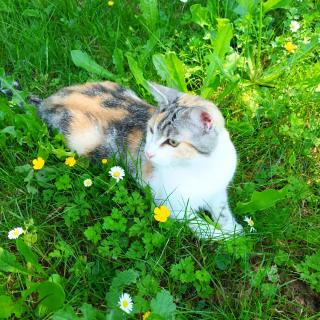 Vétérinaire Clinique Vétérinaire du Petit Chantilly 0